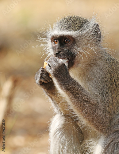 wild velvet monkey in Kruger National Park, South Africa. Poster