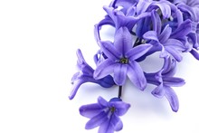 Hyacinth Flowers On A White Background