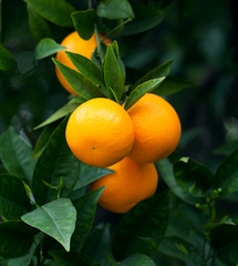 Rope oranges hanging on a tree