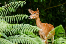 Sitatunga Or Marshbuck (Tragelaphus Spekii) Is A Swamp-dwelling Antelope. Female. Singapore.