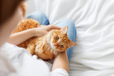 Fototapeta Koty - Ginger cat lies on woman's hands. The fluffy pet comfortably settled to sleep.