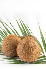 Wall Mural - Whole coconuts with leaves on white