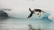 Gentoo Penguin jumping in the water