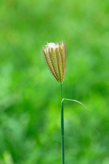 Aufkleber - Fingergrass with cotton on top for pattern