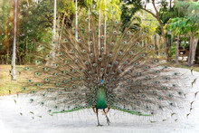 Peacock Spread Tail-feathers