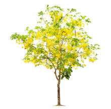 Tree Flower Yellow, Tree Image, Tree Object, Tree JPG Isolated O