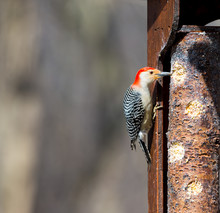 Red Bellied Woodpecker Feeding In A Forest In Quebec.