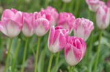 Fototapeta Tulipany - tulips in the spring