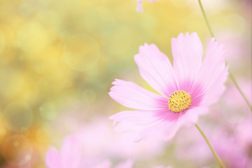 Sweet floral background, Pink cosmos flower with soft focus, vin