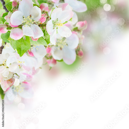 Nowoczesny obraz na płótnie Apple tree blossom