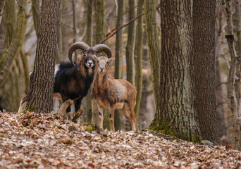 mouflons couple