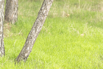 Wall Mural - spring grass and trees