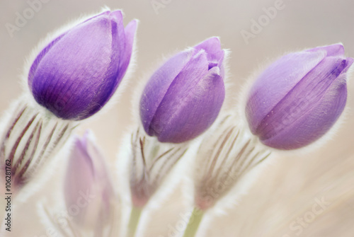 Naklejka na drzwi Three of kind from pulsatilla grandis flowers