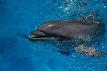 dolphin close up portrait while looking at you while smiling