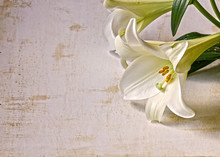 Easter Lily On Grunge Background