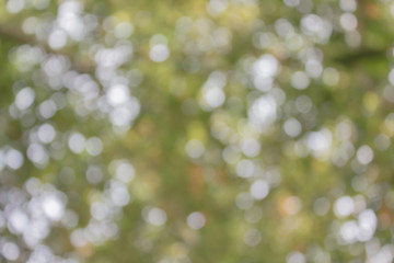 Wall Mural - Fresh soft green colour bokeh bush tree  abstract romantic backg