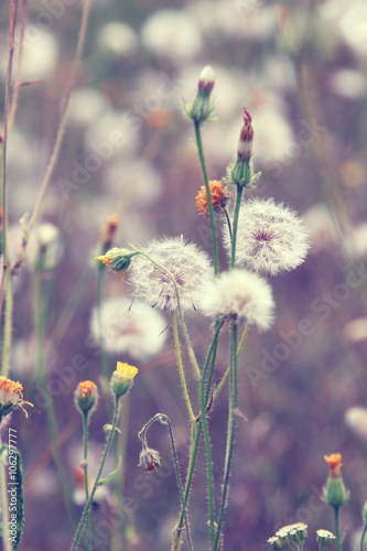 Obraz w ramie Dandelion flowers