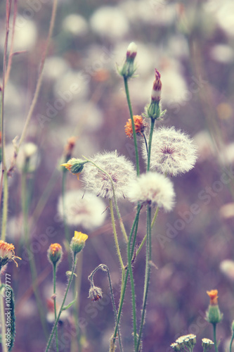 Naklejka ścienna Dandelion flowers