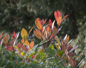 Canvas Print - Red Robin Plant