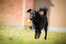 Adopted Black Mixed Breed Dog Playing With Ball