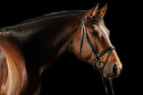 Fototapeta Konie - Portrait of a bay horse