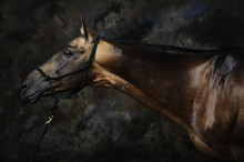 Portrait Of Akhal-teke Horse