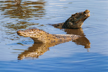 Floating Pair Of Cuban Crocodiles (Crocodylus Rhombifer) In Pond. The Cuban Crocodile Has The Smallest Range Of Any Crocodile And Can Be Found Only In Cuba In The Zapata Swamp.
