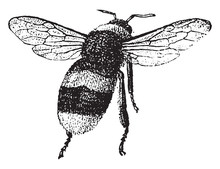 Bumblebee, Vintage Engraving.