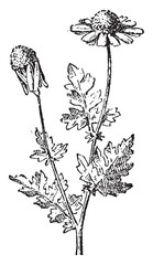 Wall Mural - chamomile or camomile, vintage engraving.