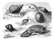 Common limpet, Wavy whelk, Reticulated net, Abalone ridged, Vign