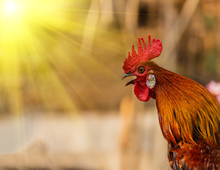 Rooster Crowing In The Morning Sun