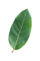 Poster - One green leaf isolated on white