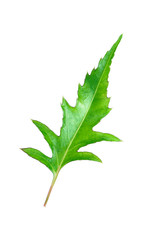 Poster - One green leaf with stem isolated on white