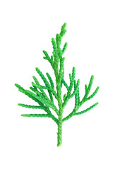 Poster - Pine leaves isolated on white