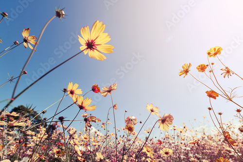 Vintage landscape nature background of beautiful cosmos flower field on sky with sunlight Tablou Canvas