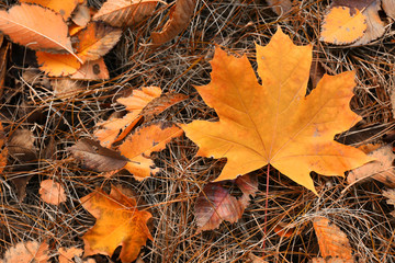 Wall Mural - Colourful autumn leaves on the ground in the park, close up