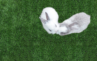 Cute Small Baby Easter Bunny (White and Gray Rabbit) Kissing in Heart like Shape on Grass in The Park at The Corner with Copyspace to input Text, Top View