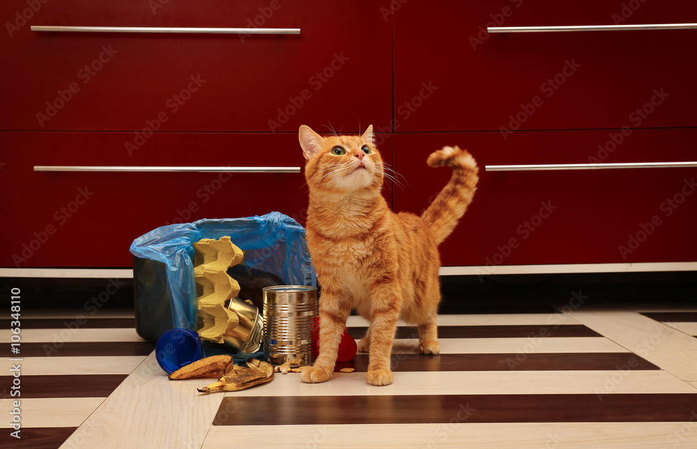 Red cat near full inverted garbage basket on kitchen floor Stock Photo ...