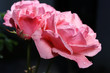 Beautiful blur pink roses in drops of dew bloom in the garden.Soft and blur conception