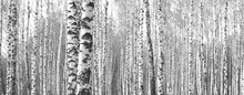 Trunks Of Birch Trees,black And White Natural Background