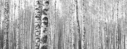 Cuadros en Lienzo Trunks of birch trees,black and white natural background