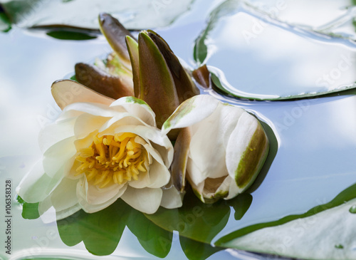 Nowoczesny obraz na płótnie Beautiful water lily in a basin