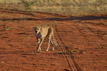 Wall Mural - africa. namibia. cheetah