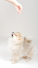 Obedient Pomeranian Puppy Waiting For A Treat From The Owner Hand (on A Light Gray Background)