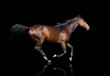 isolate of the brown horse trotting on the black background