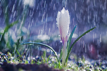 Beautiful Spring White Crocus In The Spring Rain