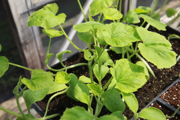 Sticker - cucumber seedlings