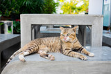 Fototapeta Koty - Tiger striped cat laying on concrete bench