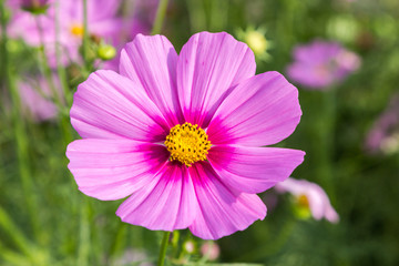 Wall Mural - cosmos flower