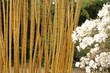 Bambus, Sternmagnolie